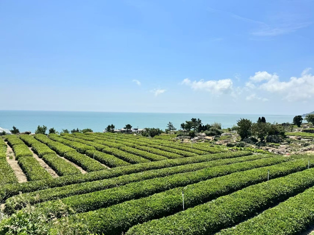 青岛崂山，位于黄海周边的采茶园。
