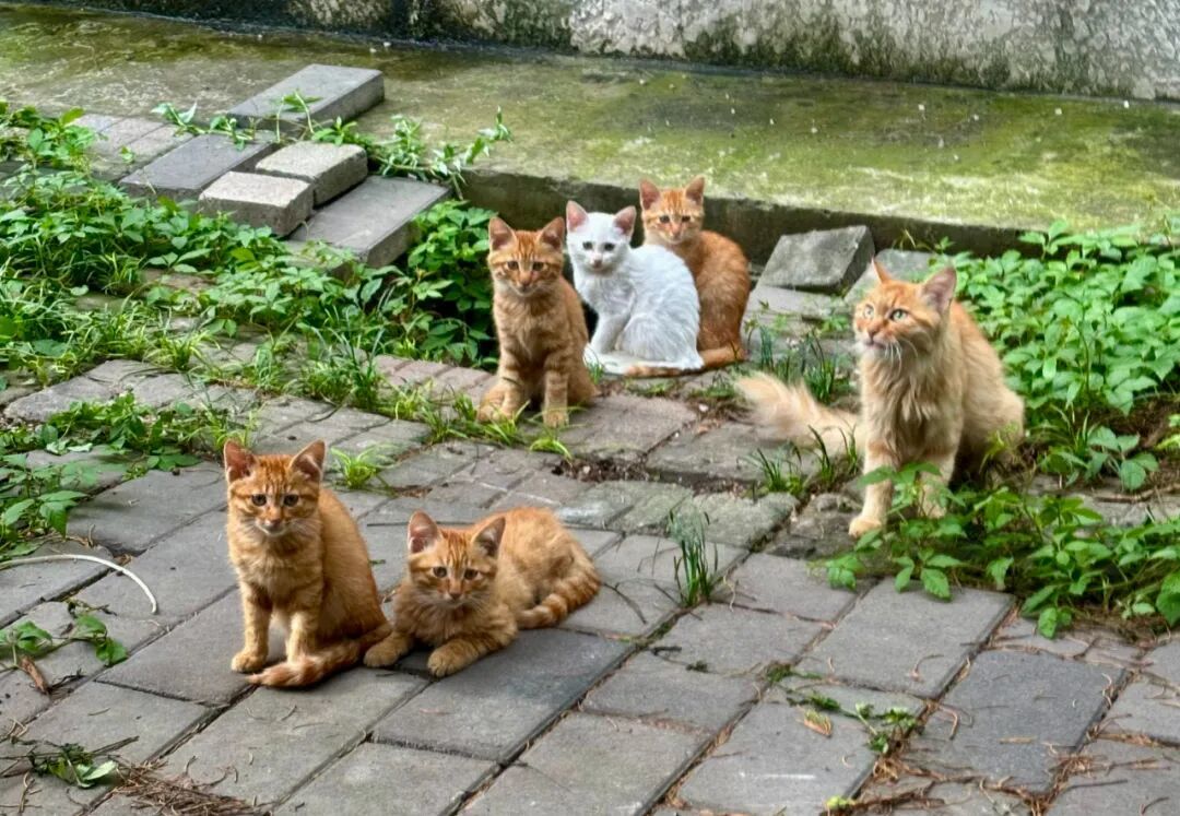 窗外的一窝小猫