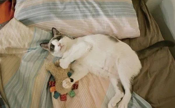 ▲起床!連假「貓咪鬧鐘」準時叫人 吵醒奴才自己回去重睡。(圖/Threads@double__11_11提供,請勿隨意翻拍,以免侵權。)