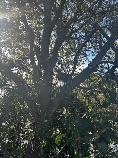 特勤局发现的可疑“狩猎架”。图源:美媒