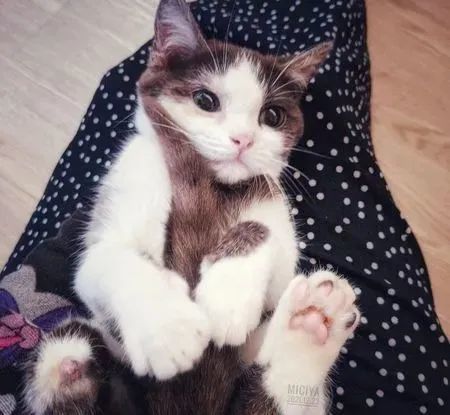 ▲越養越童顏!萌貓來家5個月「幾乎沒長肉」 網笑翻:因為不橘。(圖/網友Yen Chin Lin提供)