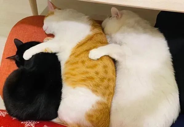 ▲5年对比照「2胖猫急速成长」淹过它 妈吓:橘猫无上限。 (图/网友李小姐提供,请勿随意翻拍,以免侵权。 )