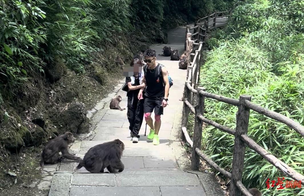 ▲陪爬途中驱赶猴子以防止其袭击游客
