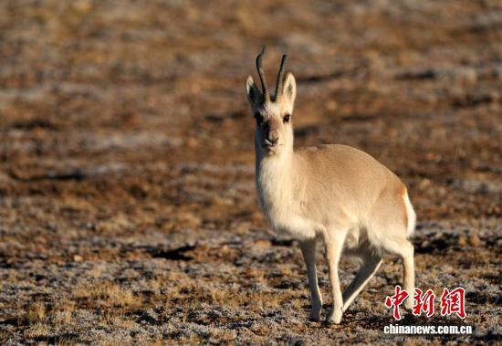 中新社记者 李林 摄