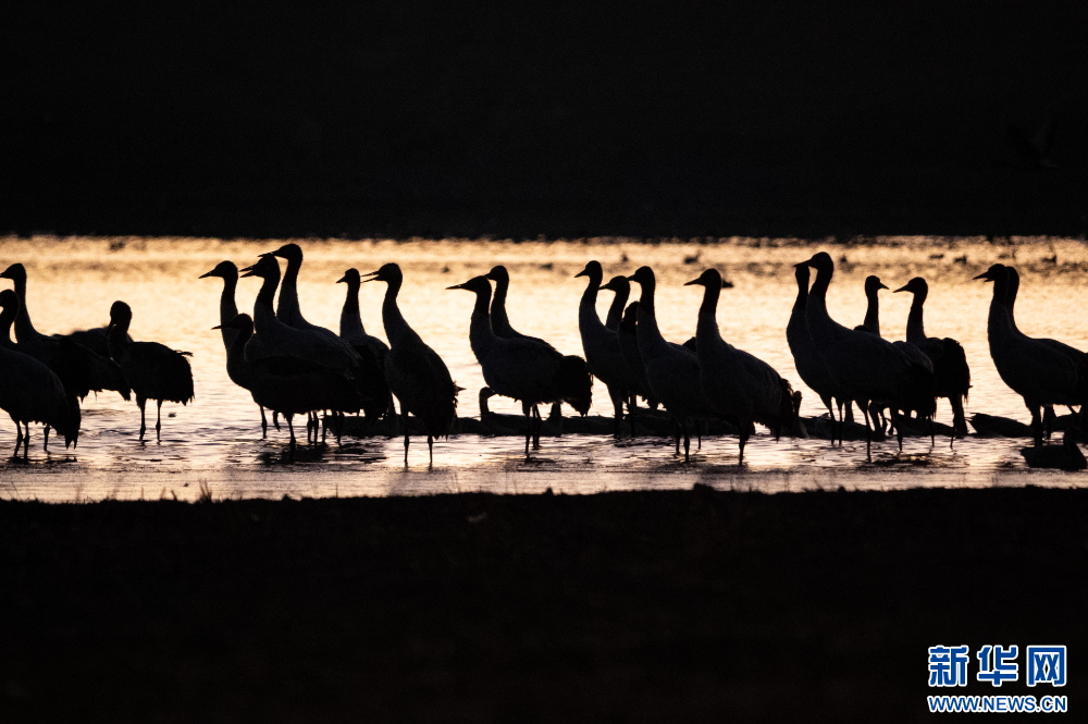 这是11月26日在西藏拉萨市林周县境内拍摄的黑颈鹤。新华网 旦增努布 摄