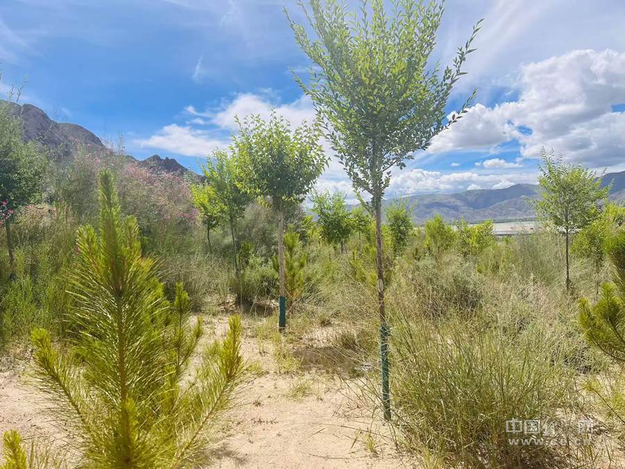 拉萨南北山绿化工程。中国经济网记者 马瀚明摄