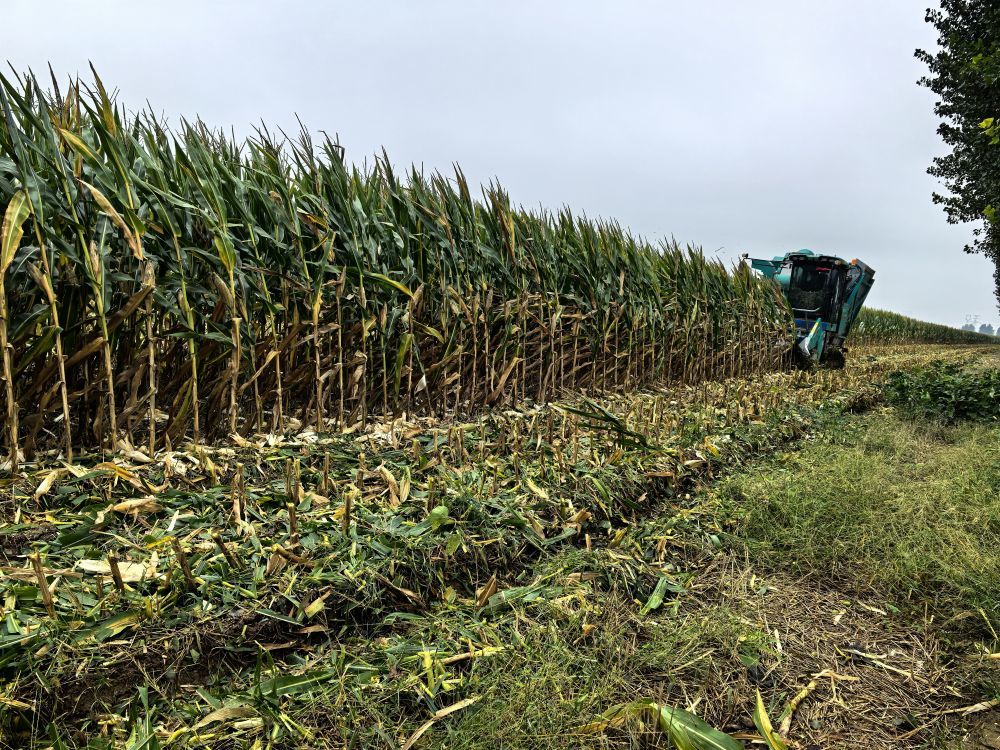 10月10日，在山东省菏泽市郓城县一处玉米地里，履带式玉米收获机正在抢收。新华社记者叶婧 摄