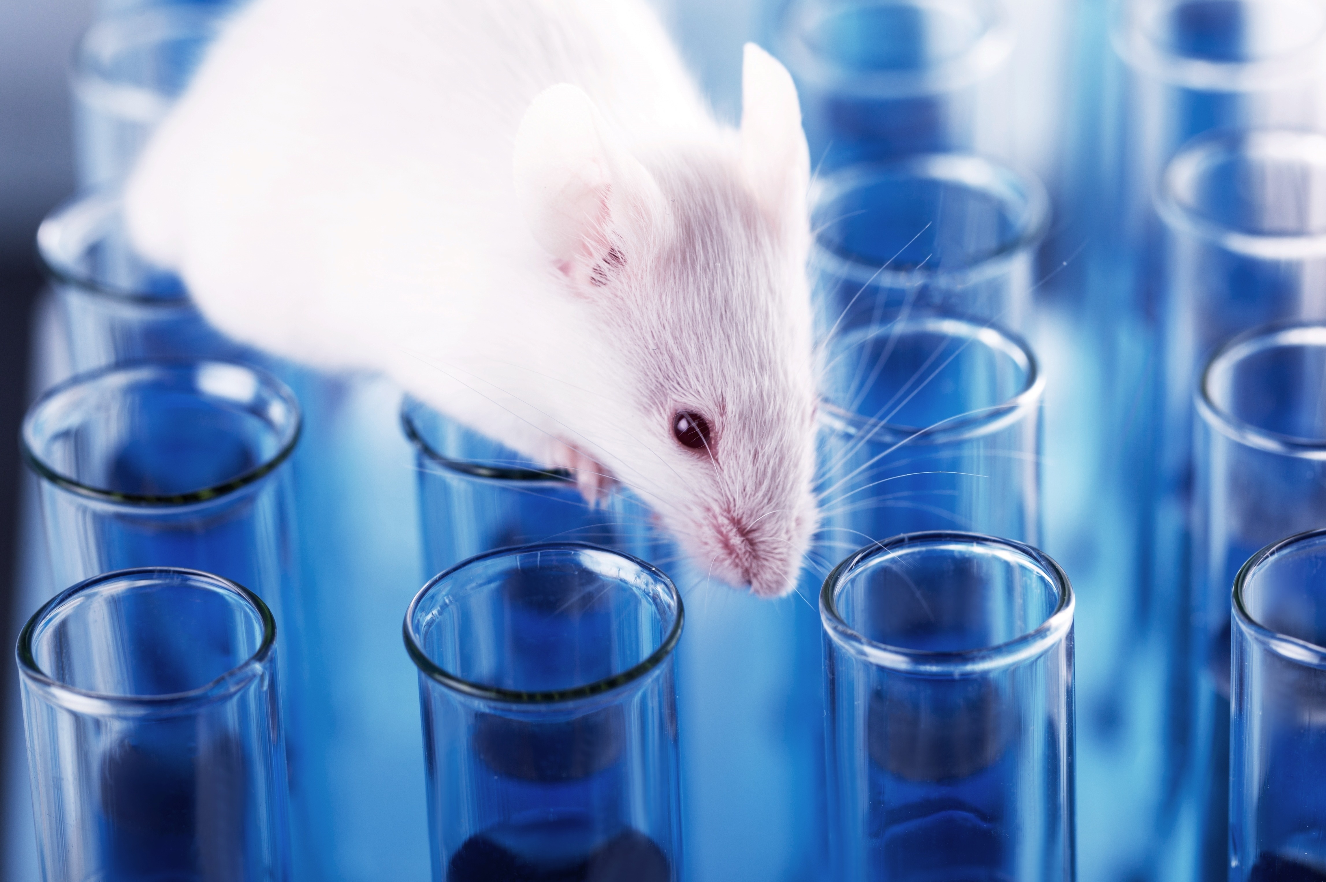 怎么使实验小鼠升血压对话集萃药康冯睿：做药是4×100米接力赛，模式小鼠是不可或缺的试药者_https://www.jmylbn.com_新闻资讯_第3张