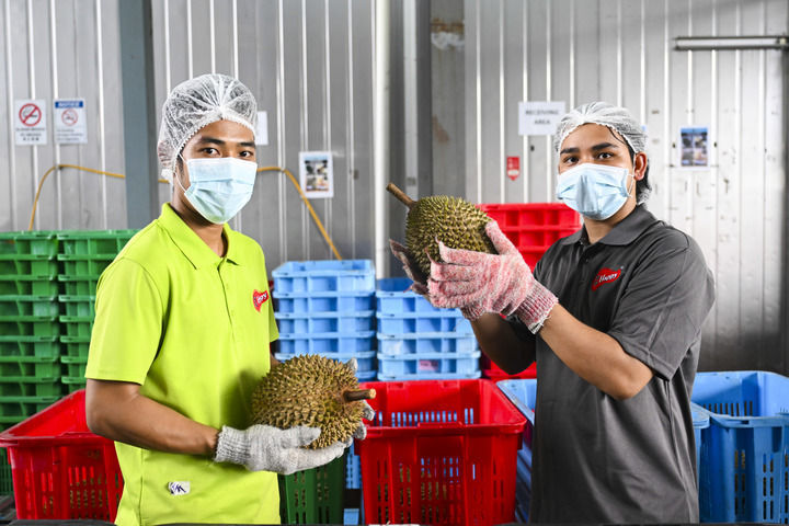 工作人员在马来西亚雪兰莪州的一家榴莲加工厂检查榴莲(2025年10月16日摄)。马来西亚的榴莲从果园采摘到送到中国消费者手中,全程最快仅需36小时。新华社记者 程一恒 摄