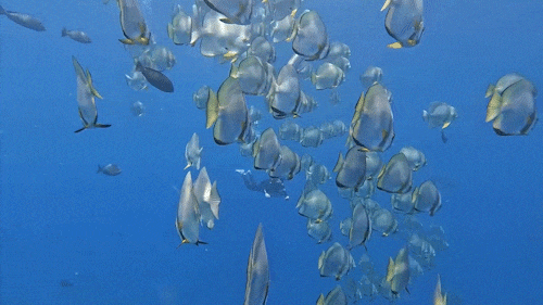 △东澳岛有着“中国十佳潜水目的地”的称号，就算是冬天也能下潜，随时可与鱼群撞个满怀。