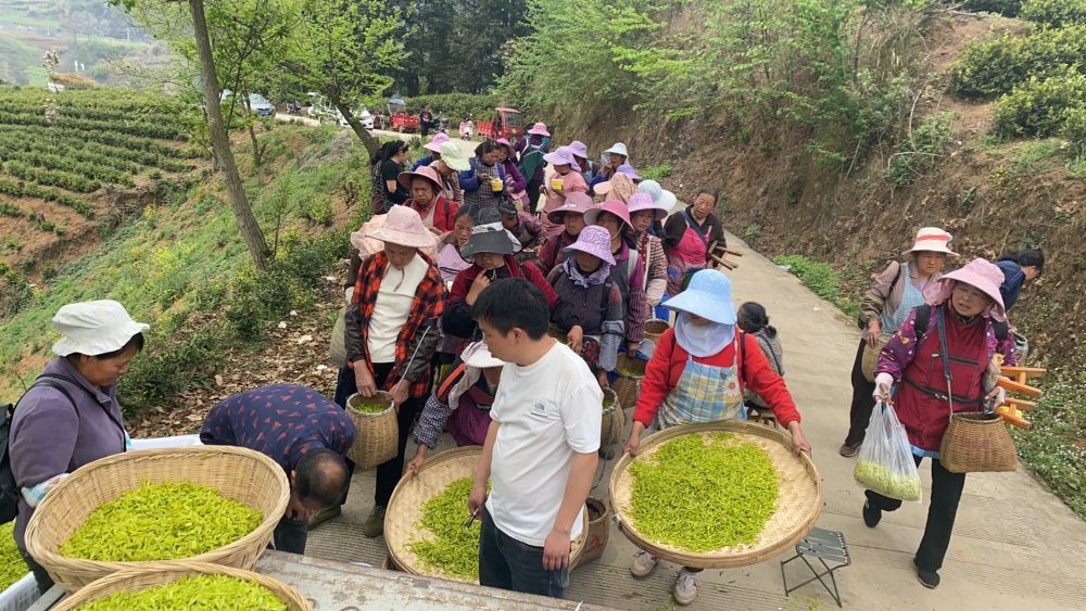 工人正在普定县穿洞街道的一处茶园采收茶叶。（受访者供图）