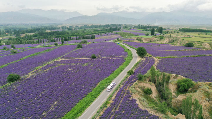 这是在新疆伊犁哈萨克自治州霍城县漫心忘忧谷景区拍摄的山谷薰衣草（2025年6月14日摄，无人机照片）。新华社记者 丁磊 摄