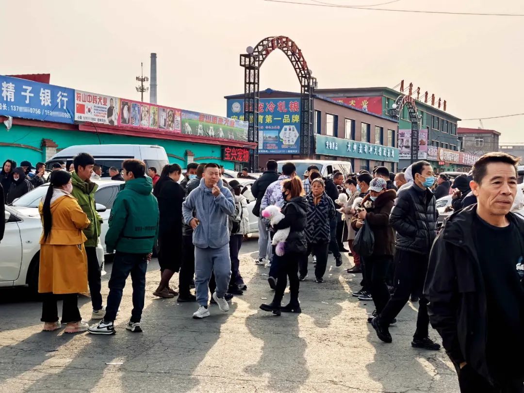鞍山八家子宠物市场外的散户交易现场。摄影/本刊记者 李明子