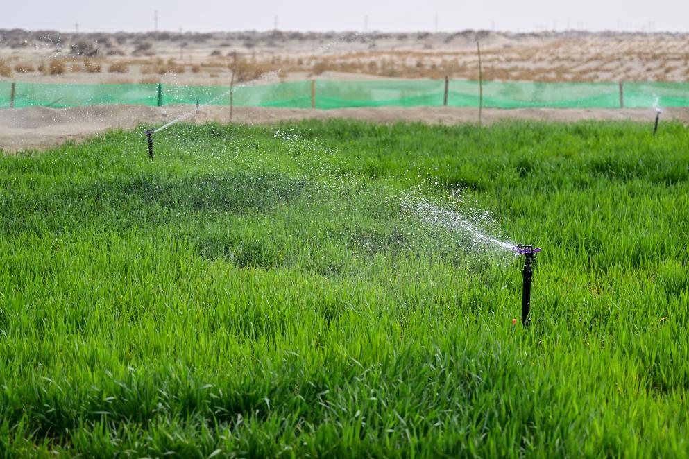 2025年4月13日,新疆阿克苏地区沙雅县沙生经济作物发展试验基地,经过苦咸水淡化技术处理的地下水喷灌出的小麦长势良好。新华社记者丁磊 摄