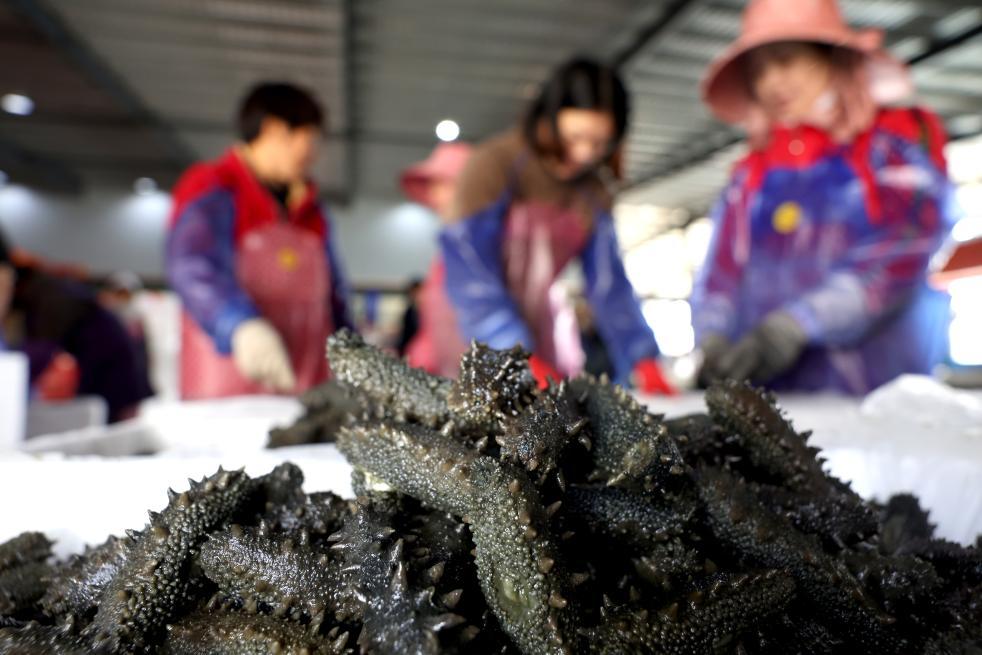 4月14日，在霞浦县溪南镇一家水产养殖企业，工人在分拣、包装海参。新华社发（王旺旺 摄）