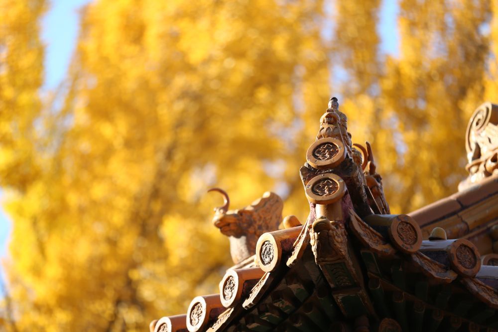 2024年/延禧宫/摄影:王海燕