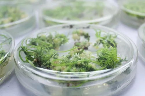 美国人抽血做成的救命药,中国现在靠大米就能生产?