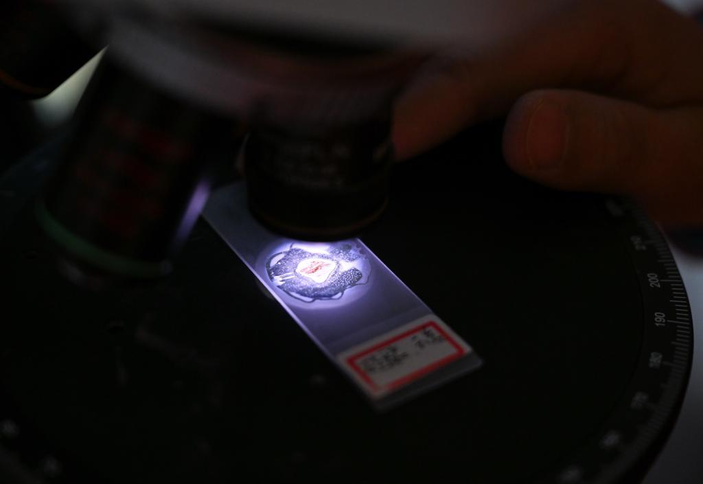 2024年2月3日，在深地塔科1井，科研人员在用显微镜研究地底深处取上来的岩屑。新华社记者 李响 摄