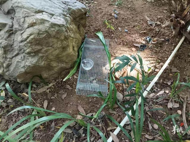 现场设置的捕蛇笼