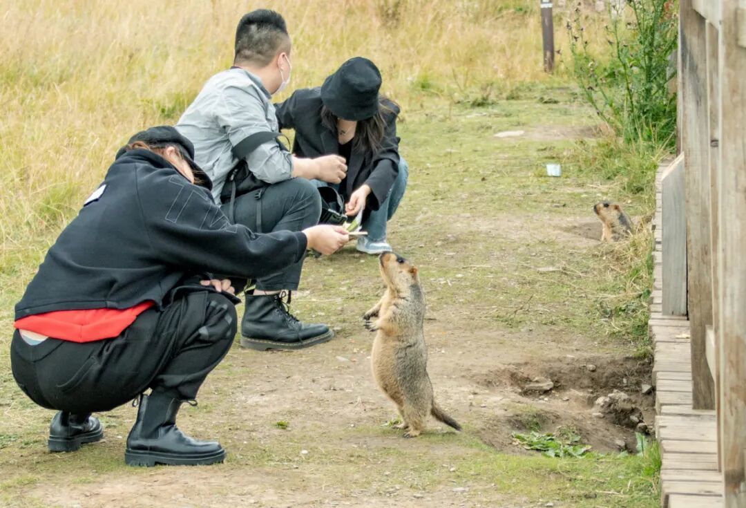四川阿坝州若尔盖县,旱獭向过往路人讨要食物。(图/IC Photo)