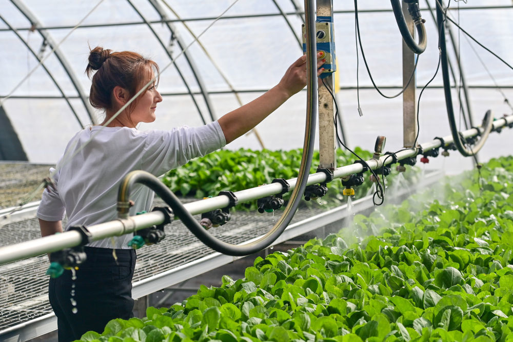 2024年3月22日，在新疆阿克苏市阿依库勒镇的蔬菜基地，种植户操作喷淋设备为幼苗浇水。新华社记者 丁磊 摄