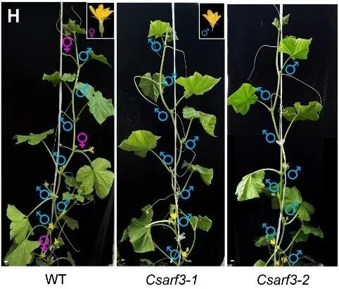 CsARF3超表达株系雌花比例增加。