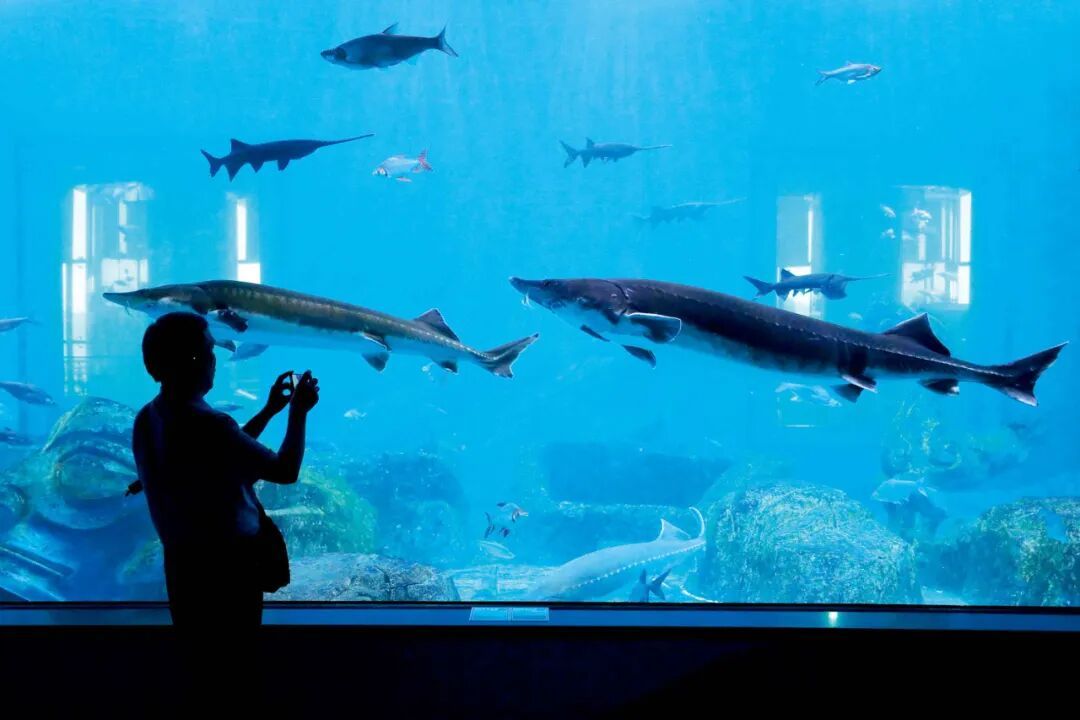 江西九江市湖口县,长江鄱阳湖水生生物保护中心淡水鱼类展示馆内展示的鲟鱼、胭脂鱼、金吉罗、射水鱼等百余种鱼类。图/新华