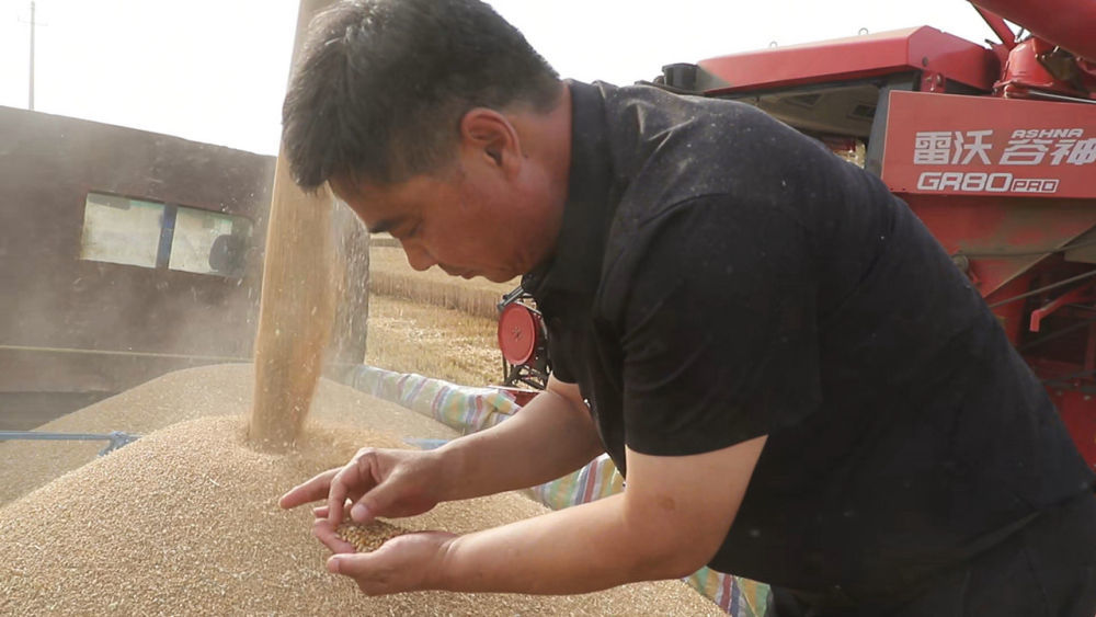 河南省商丘市李庄镇潘堂村种粮大户闫照峰在查看新收获的小麦。新华社记者 姜亮 摄