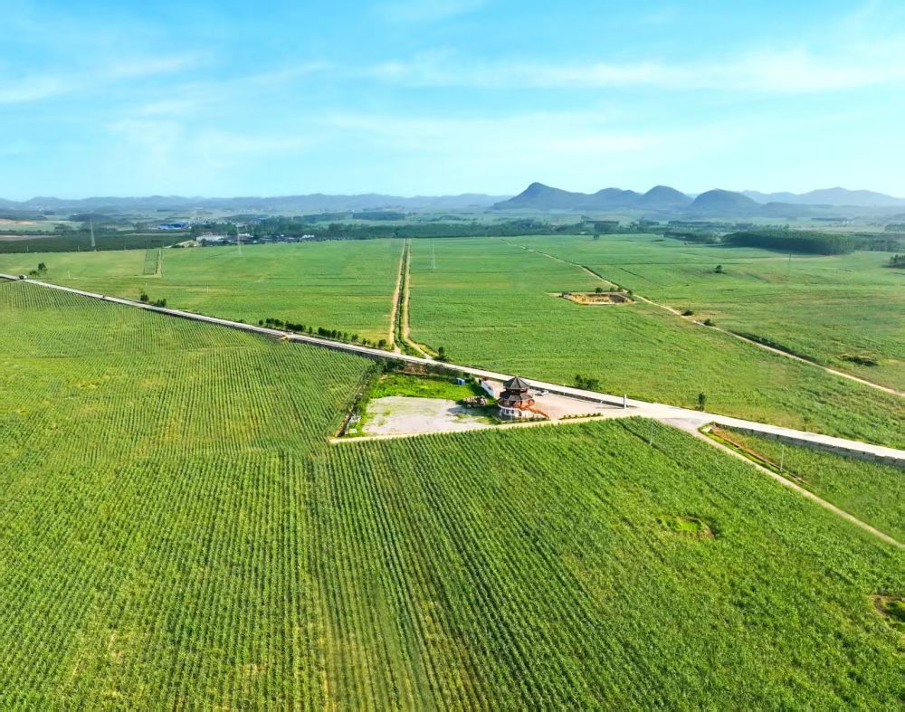 广西来宾市国家现代农业产业园黄安优质“双高”（高产、高糖）糖料蔗基地（2025年6月4日摄）。（受访对象供图）