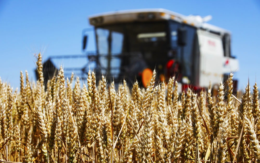 6月4日，在山东省东营市广饶县李鹊镇皮里村的麦田里，农民驾驶收割机收割小麦。新华社发（刘云杰摄）