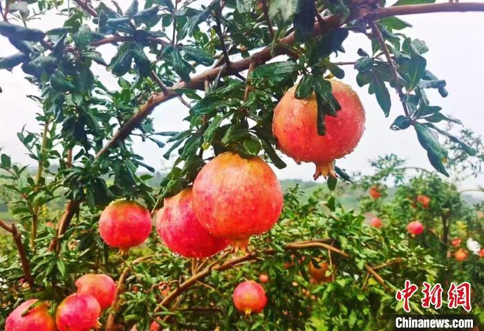 策勒县的水土光热条件适合石榴生长。受访者供图