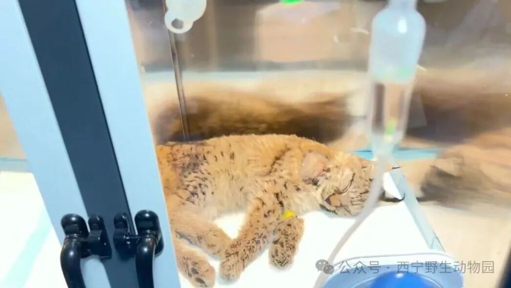 微信公众号“西宁野生动物园”图