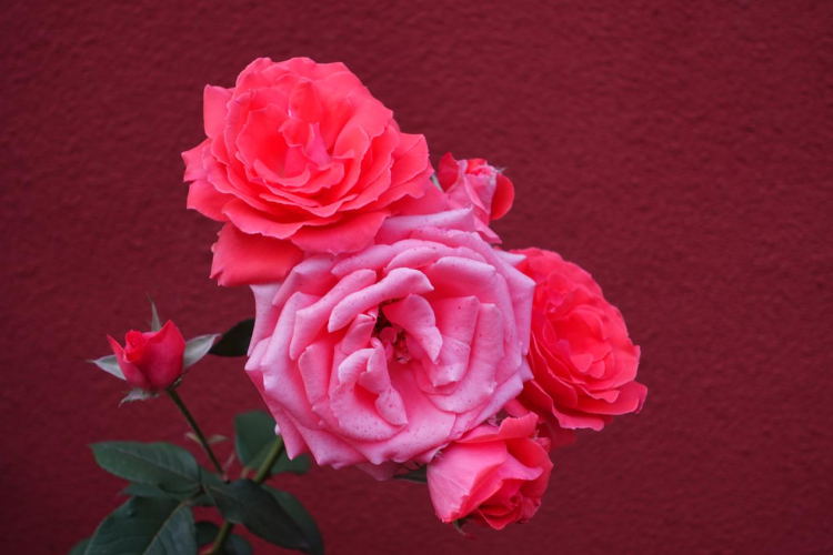 盛开在北京街头的月季。环球网记者 陈全 摄