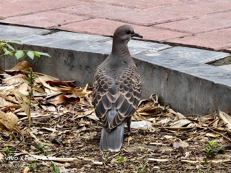 217克全球最轻折叠屏!vivo X Fold5全面评测:苹果双机党的全能搭子