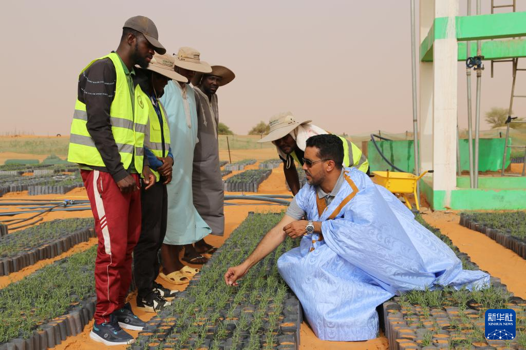 5月22日,在毛里塔尼亚西部特拉扎区比尔·巴尔卡村,中非绿色技术公园毛里塔尼亚示范项目毛方协调员图拉德·迈杜向工人传授固沙植物种植技术。新华社记者 司源 摄