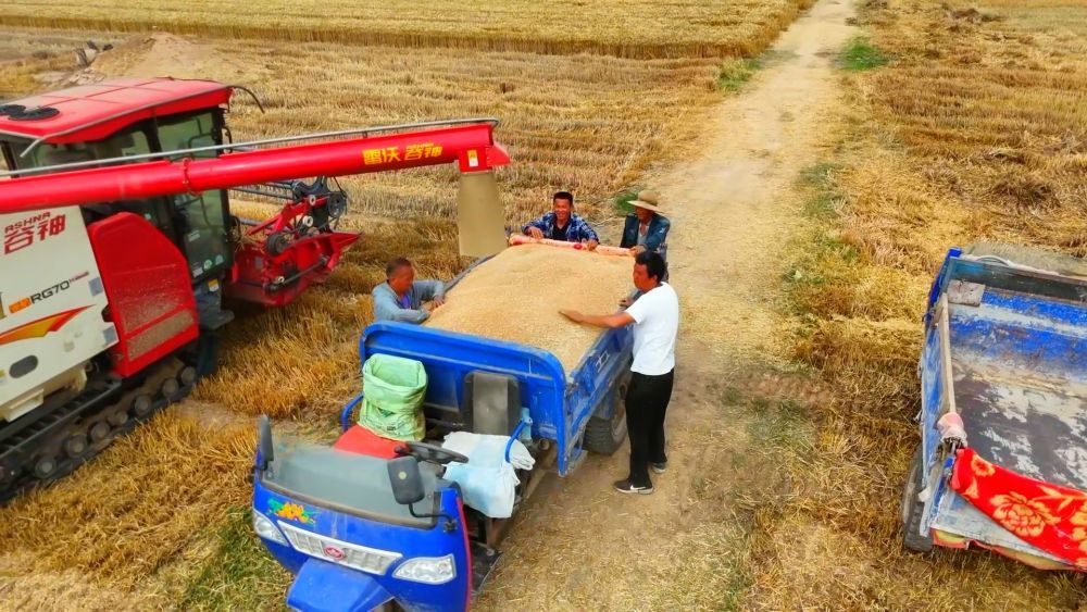 微视频｜“三夏”农忙时节 “数”看各地丰收图景