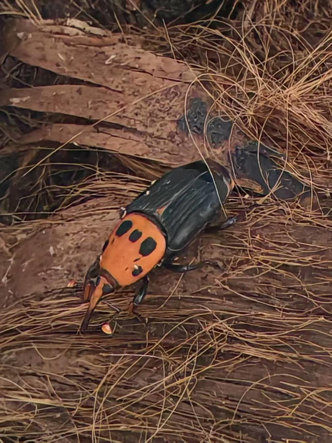 ▲查处的红棕象甲 富顺林业局供图