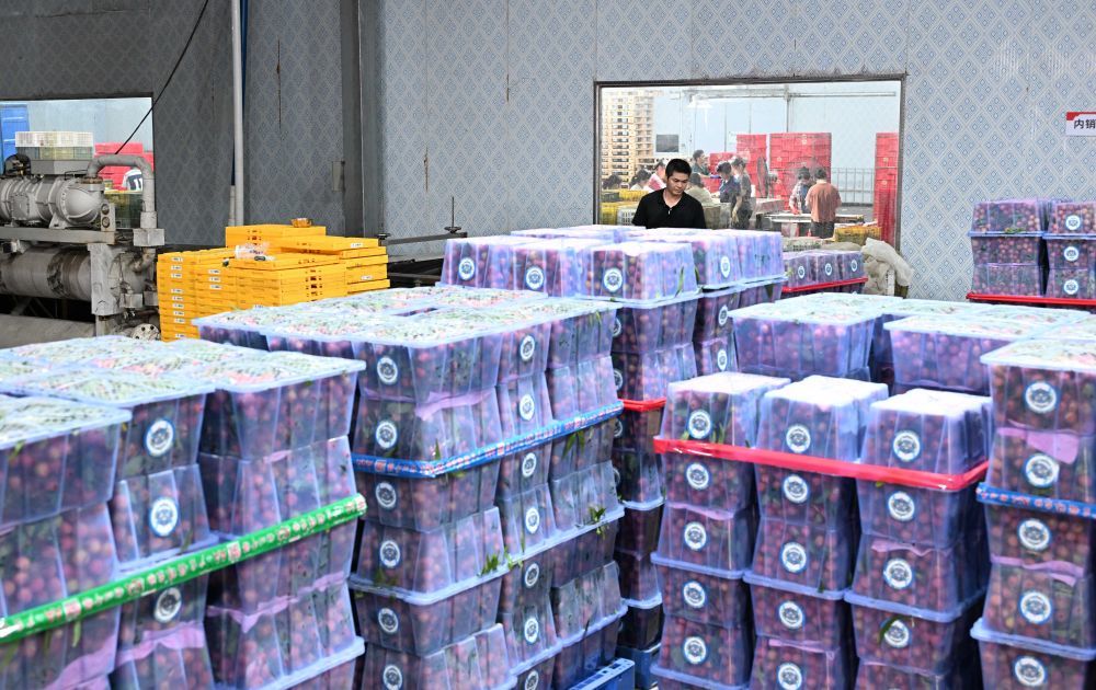 这是6月4日在广东茂名高州市广东铭景农业发展有限公司车间内拍摄的打包好的出口荔枝。新华社记者 邓华 摄