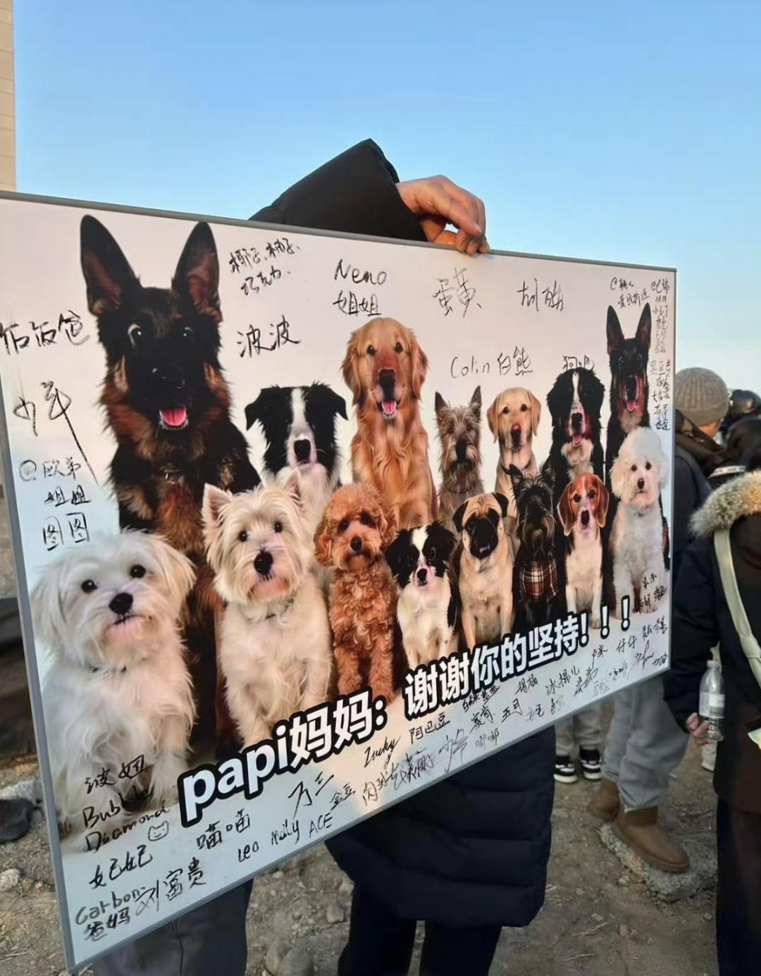 Kopi,我们记得你的可爱谢谢你曾经疗愈了我们】 . 曾经看过一个视频一只狗狗和猫猫在玩耍狗狗很可爱，逗着小猫, image size:1080x1385