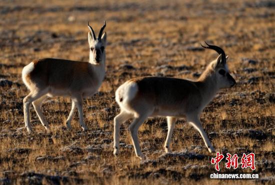 中新社记者 李林 摄