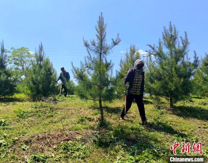 辉南镇永兴村对已栽植的千亩红松果林进行抚育。(吉林省林草局供图)
