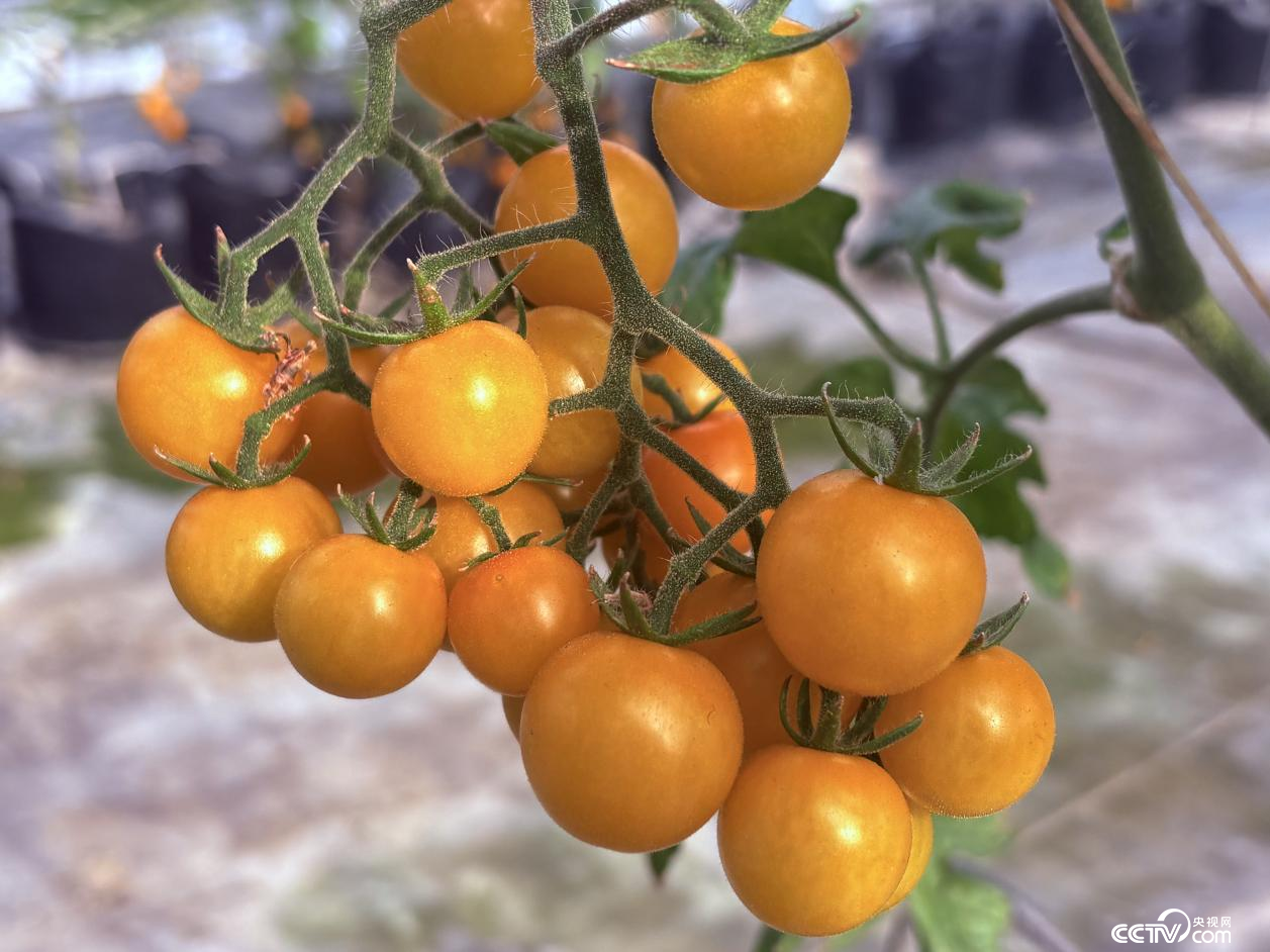 西藏自治区山南市琼结县“菜篮子”蔬菜基地种植的小番茄(摄影 李婷婷)
