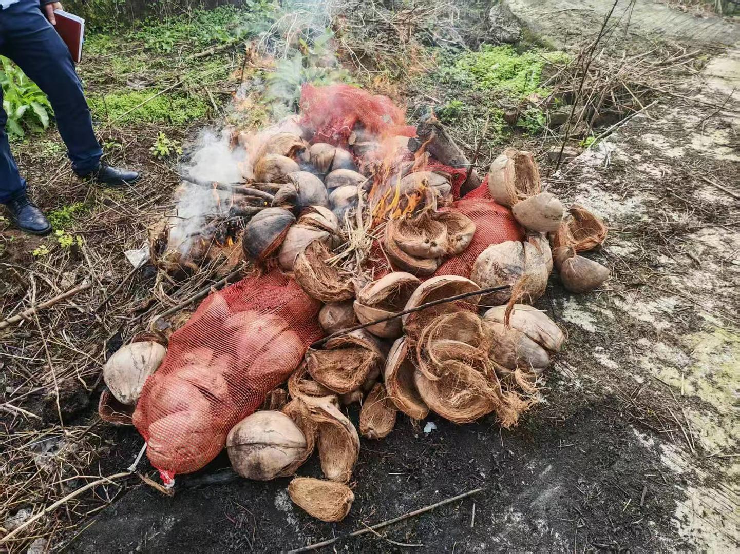 ▲销毁现场 富顺林业局供图