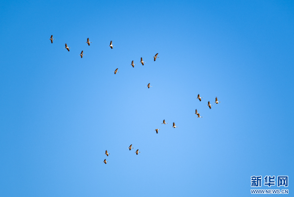 这是11月26日在西藏拉萨市林周县境内拍摄的黑颈鹤。新华网 旦增努布 摄