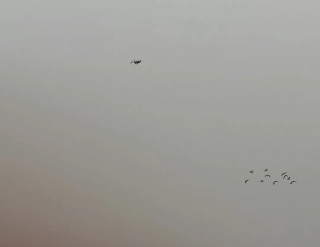 2025年10月,滨海大道附近,正在靠近鸟群的无人机。图/受访者提供