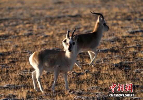 中新社记者 李林 摄