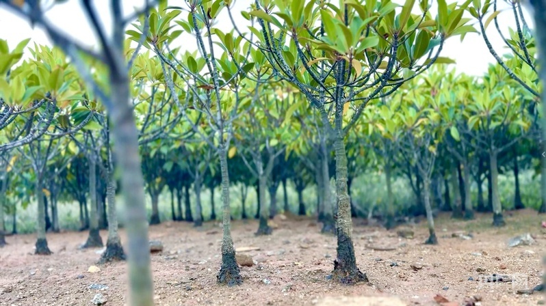 滩涂中扎根的红树林仿佛一片“小森林”(央广网记者 吴馨骅 摄)
