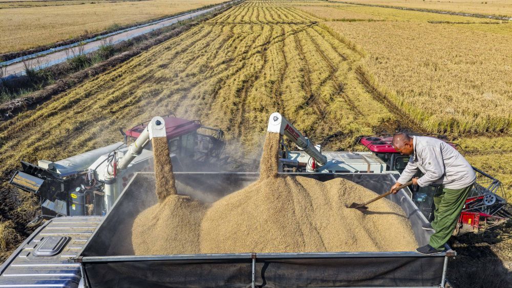 10月27日，河北省唐山市海港經濟開發區王灘鎮農民將收獲的稻谷裝車，準備運出稻田晾曬（無人機照片）。新華社發（劉滿倉 攝）
