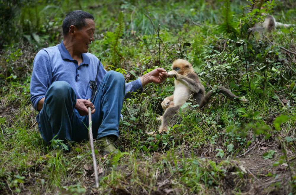2025年5月21日,在平武川金丝猴科普自然教育基地里,巡护员徐庭友与川金丝猴握手。新华社记者 江宏景 摄
