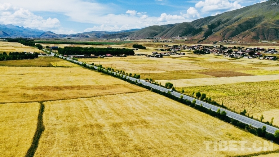 图为百里青稞画廊